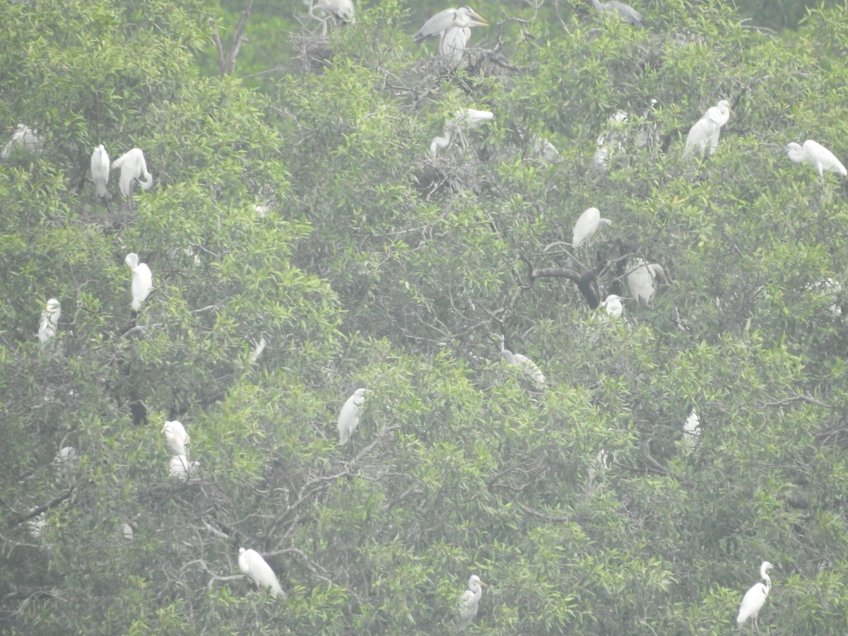 Milky Stork - ML646160814