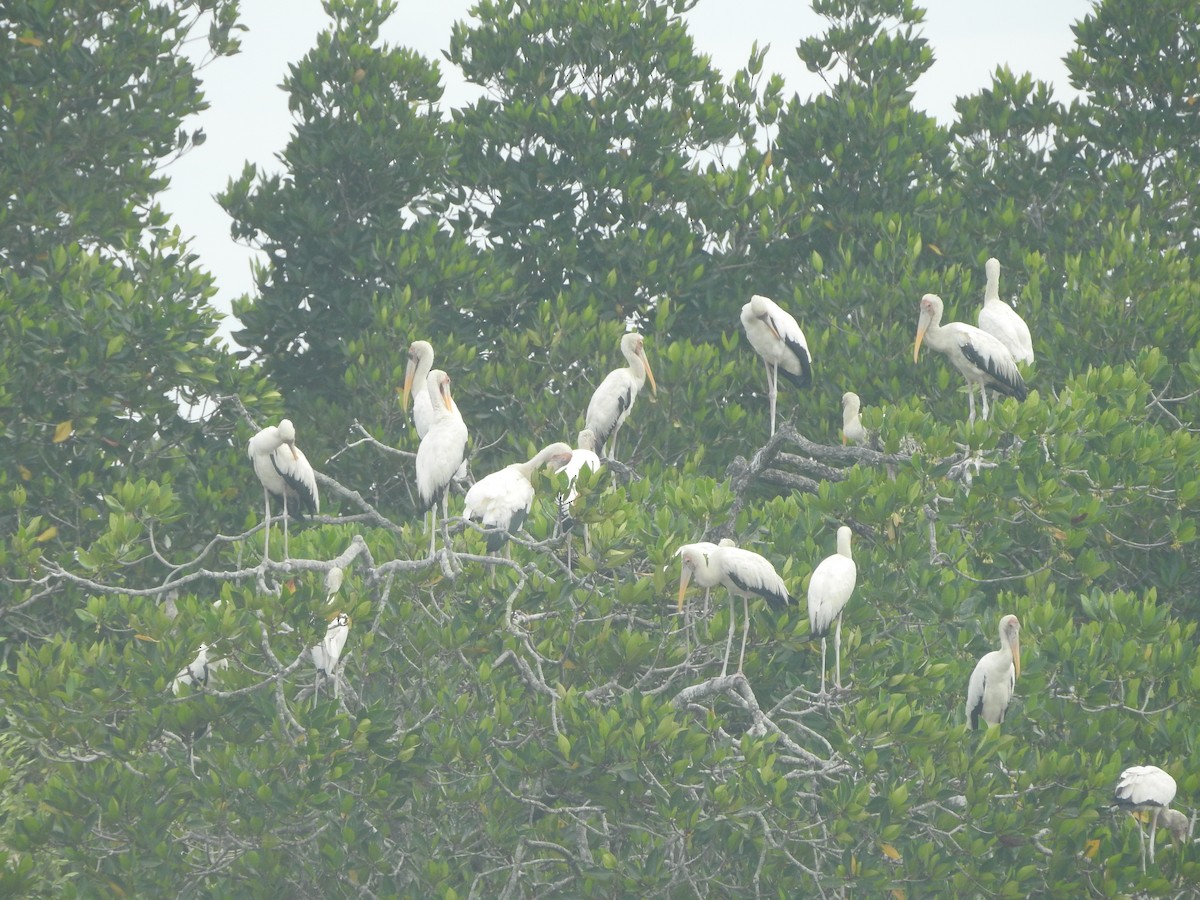 Milky Stork - ML646160815