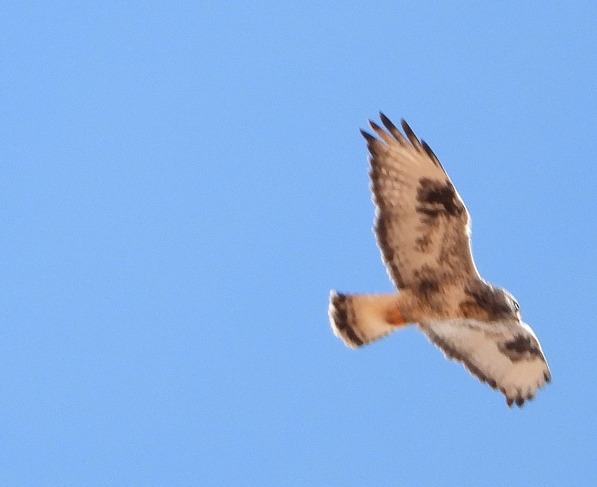 Rough-legged Hawk - ML646160818