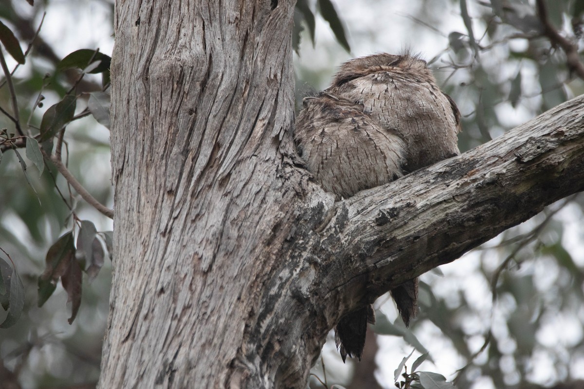 Tawny Frogmouth - ML646160819