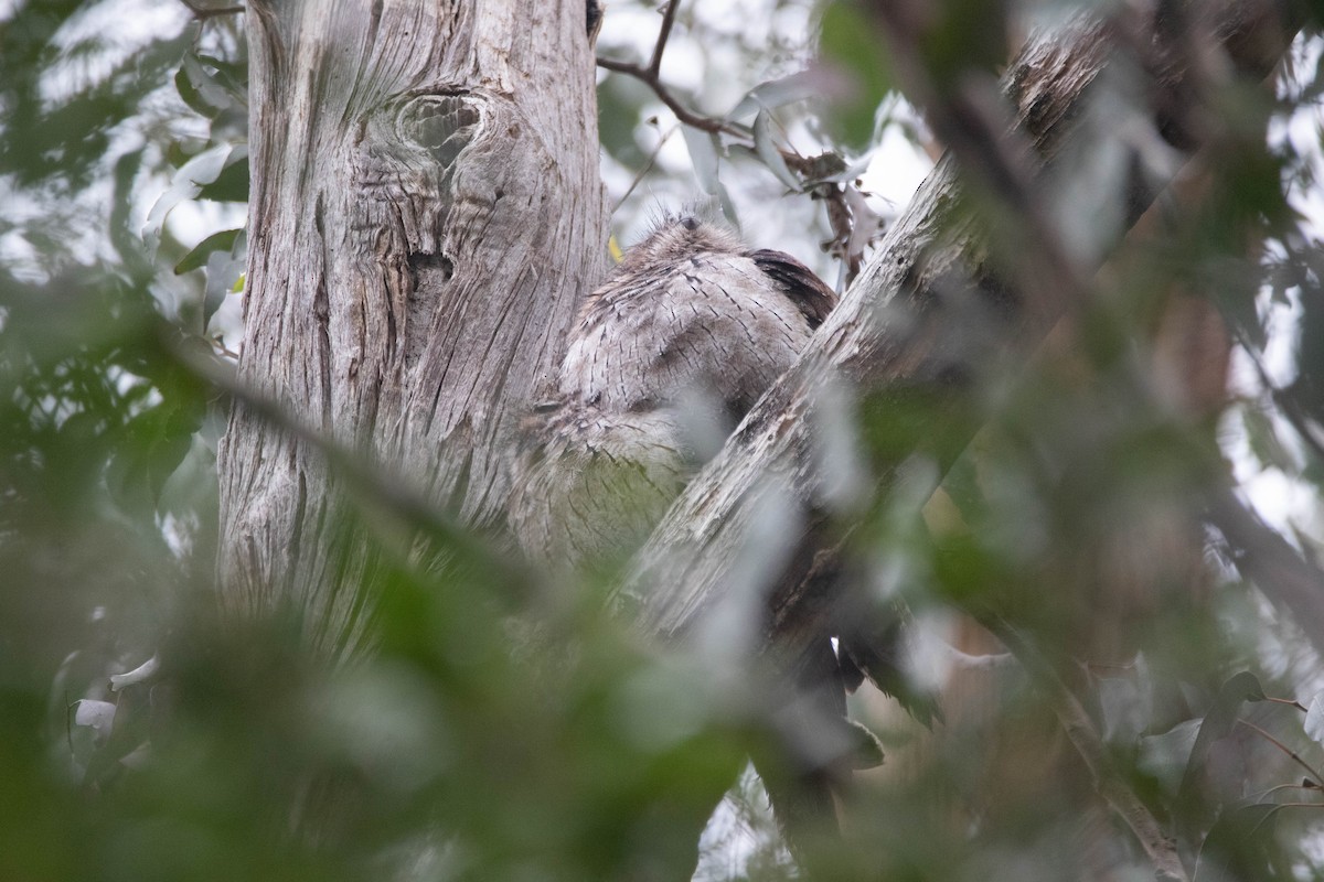 Tawny Frogmouth - ML646160820