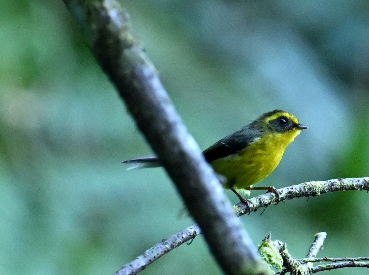 Yellow-bellied Fairy-Fantail - ML646160821