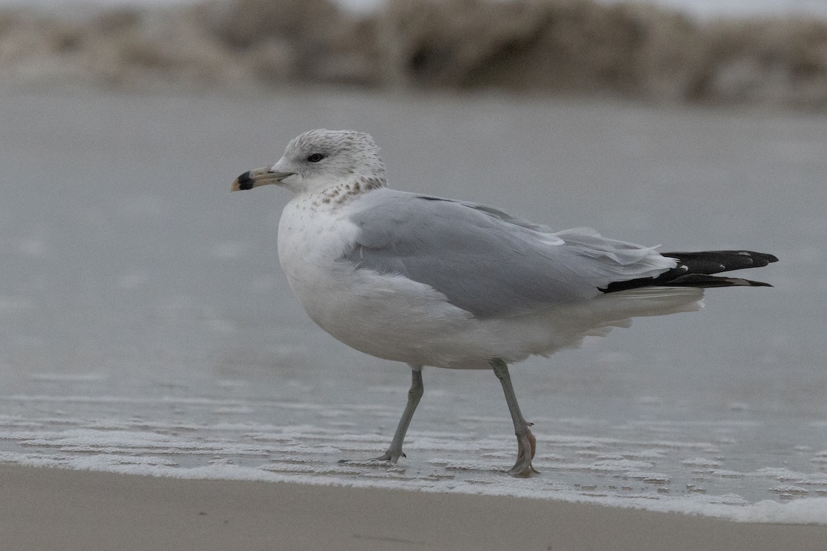 Ring-billed Gull - ML646160822
