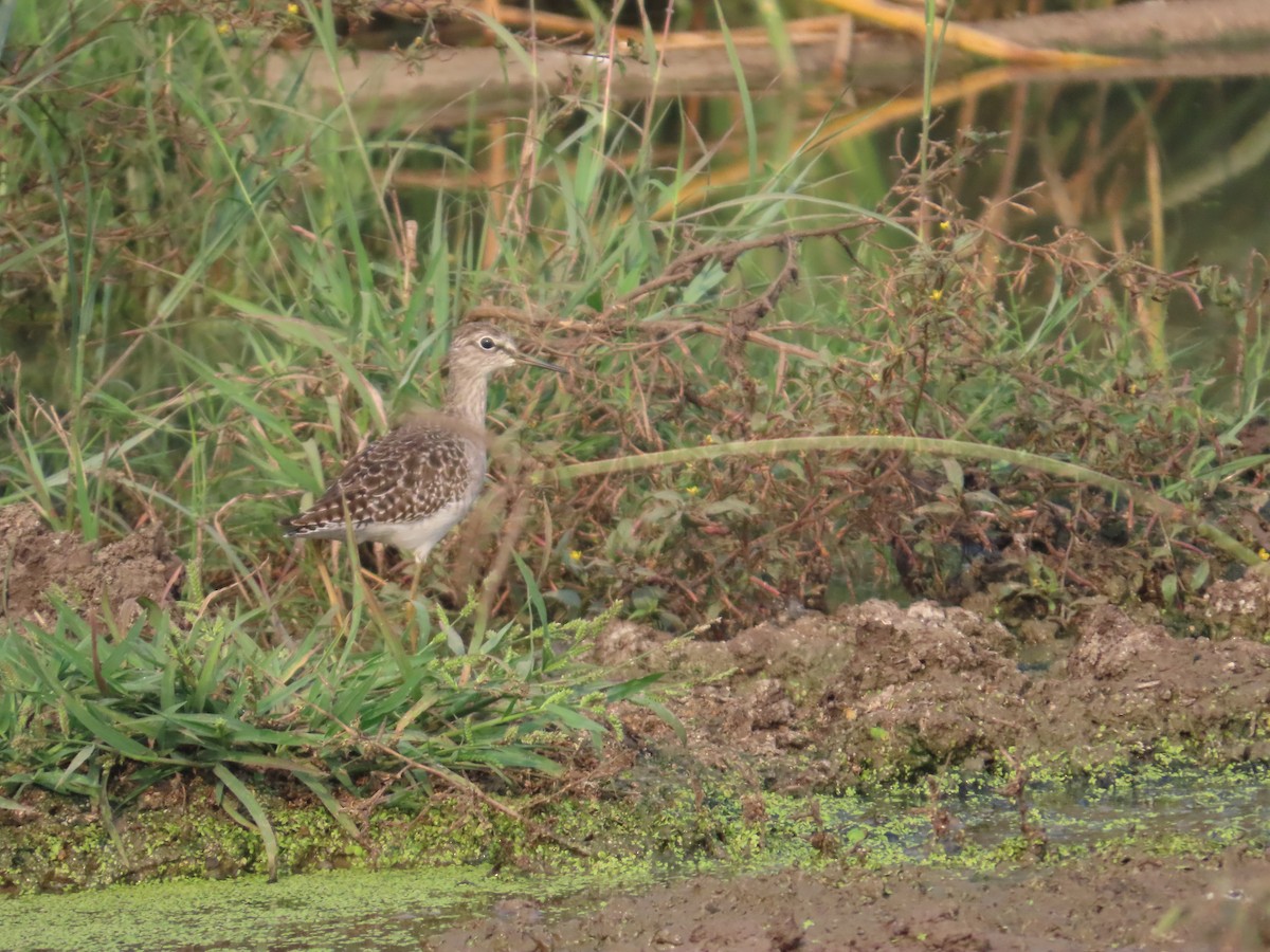 vodouš bahenní - ML646160823