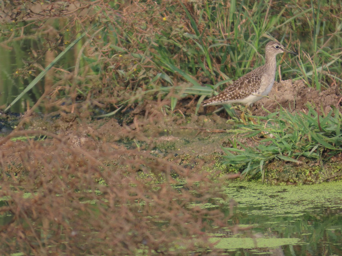 vodouš bahenní - ML646160824
