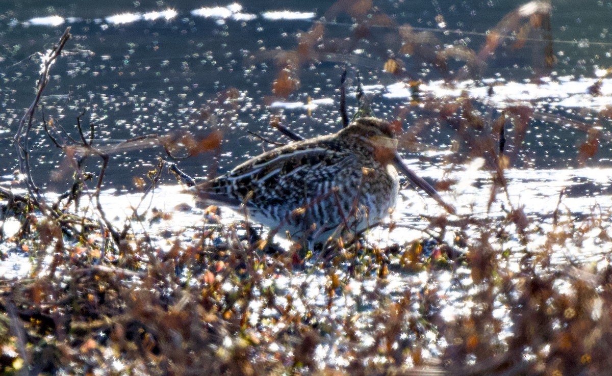 Wilson's Snipe - ML646160825