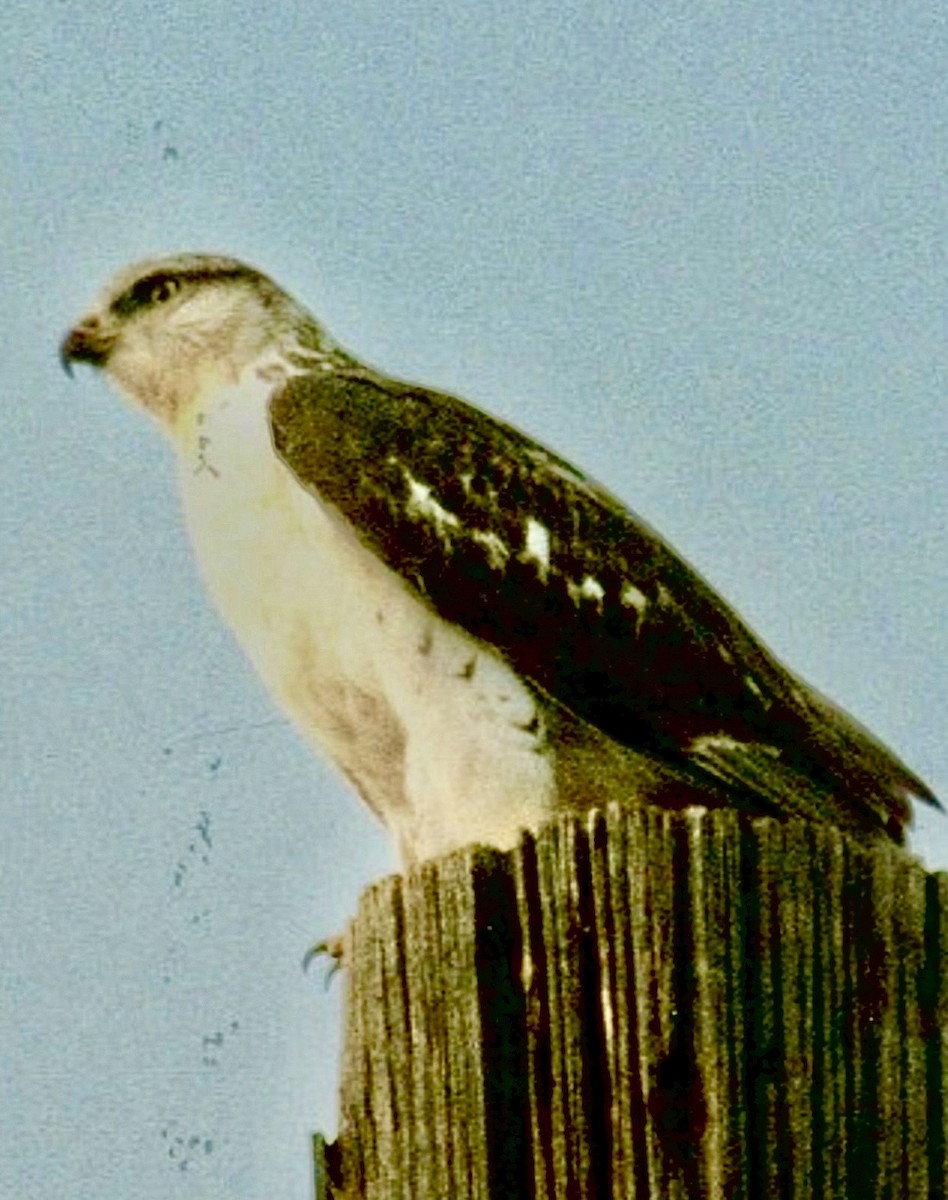 Ferruginous Hawk - ML646160826