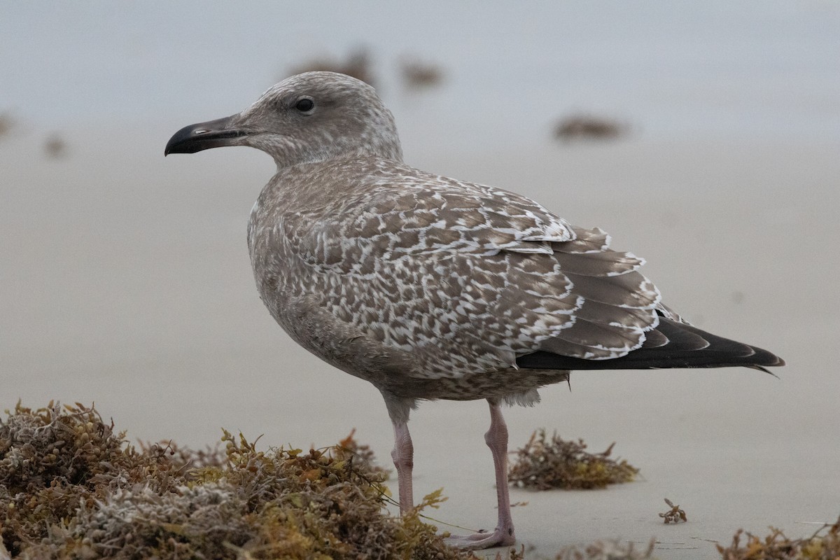 American Herring Gull - ML646160828