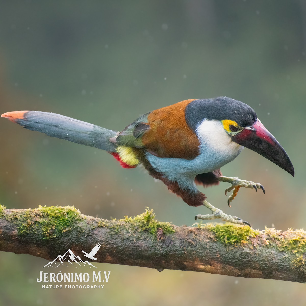 Black-billed Mountain-Toucan - ML646160829
