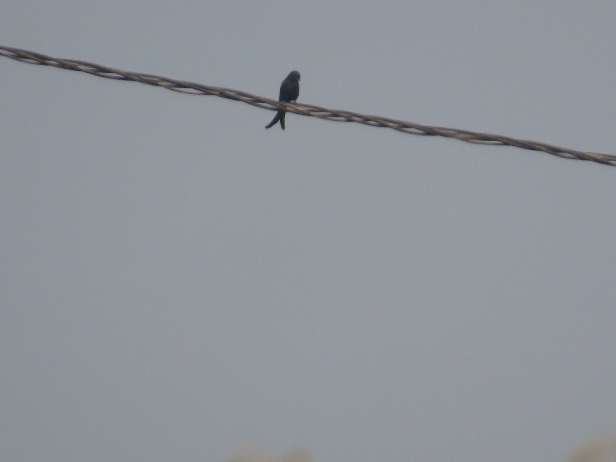 drongo černý - ML646160830