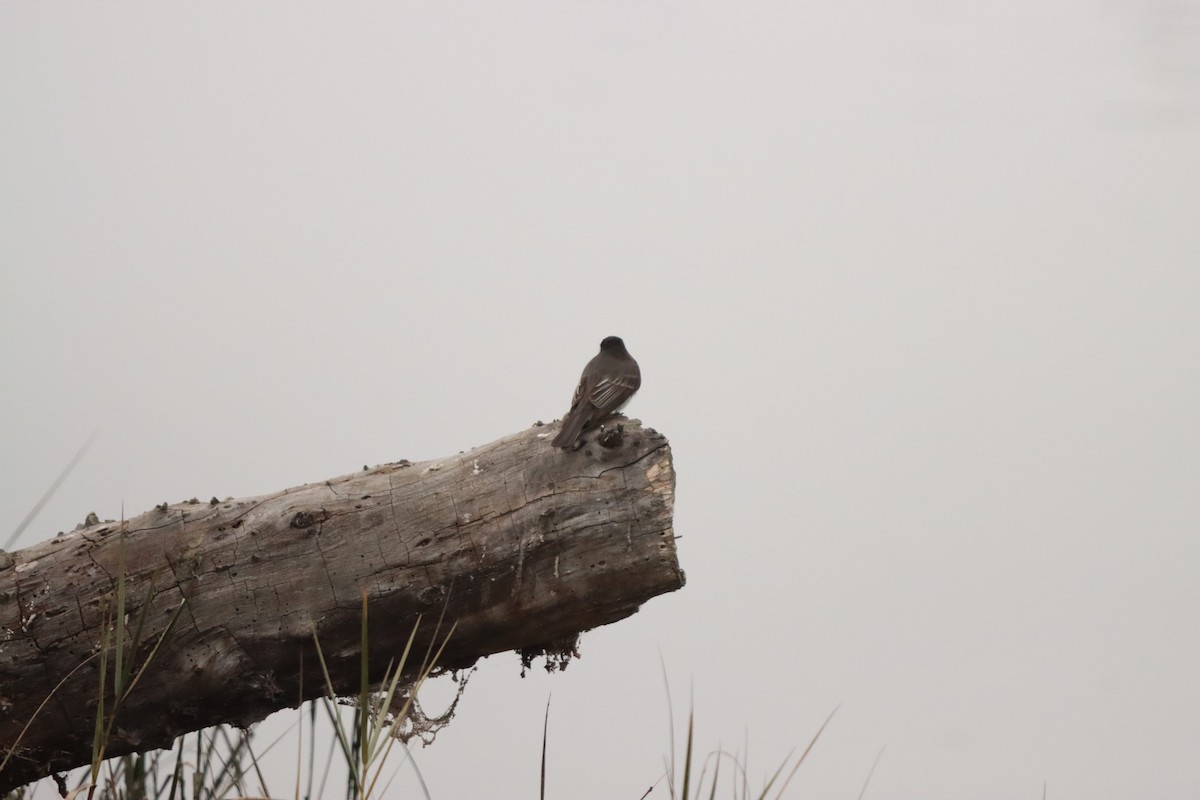 Black Phoebe - ML646160831