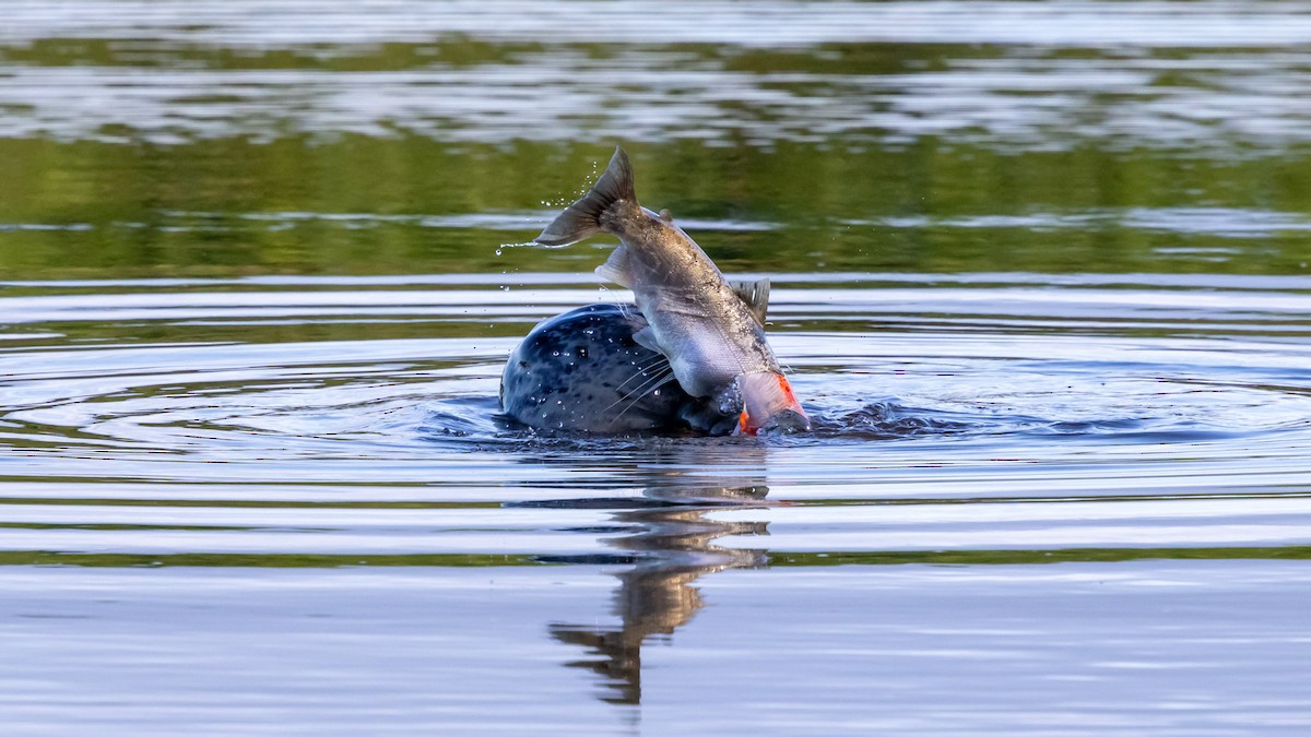 Harbor Seal - ML646160832