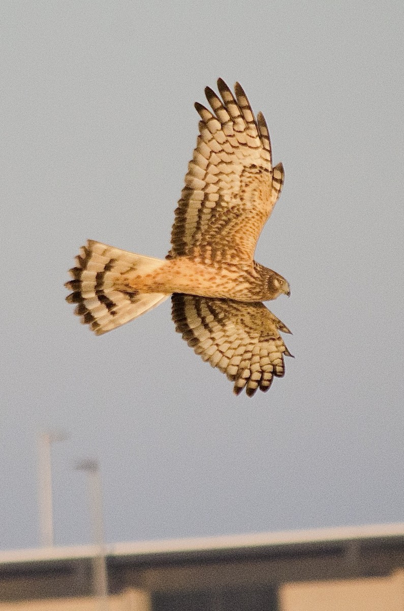 Northern Harrier - ML646160833