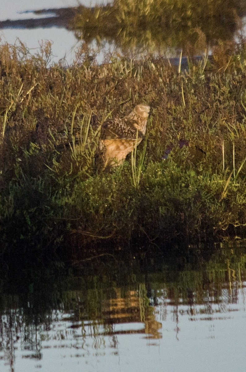 Northern Harrier - ML646160834