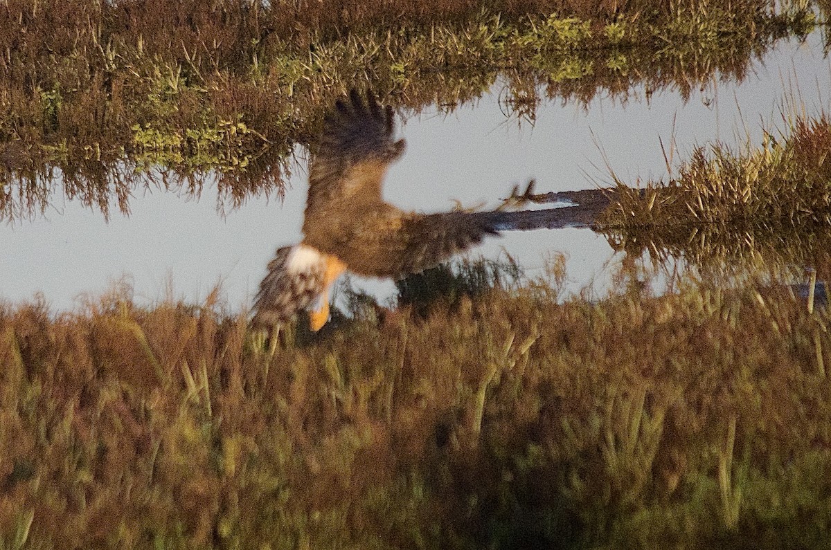 Northern Harrier - ML646160835