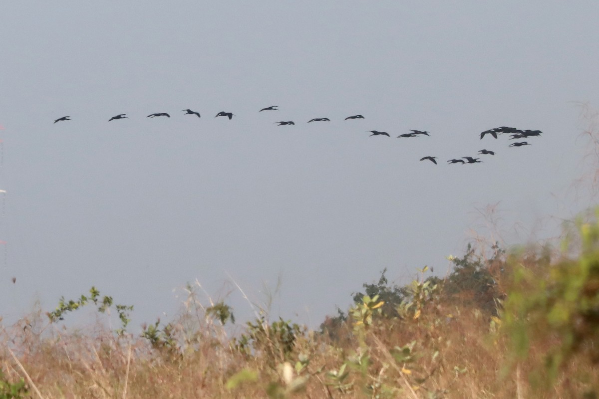 彩䴉 - ML646160837