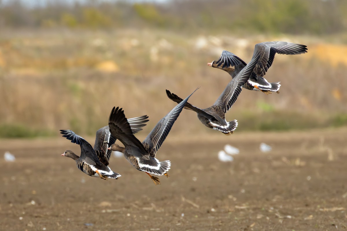 Greater White-fronted Goose - ML646160838