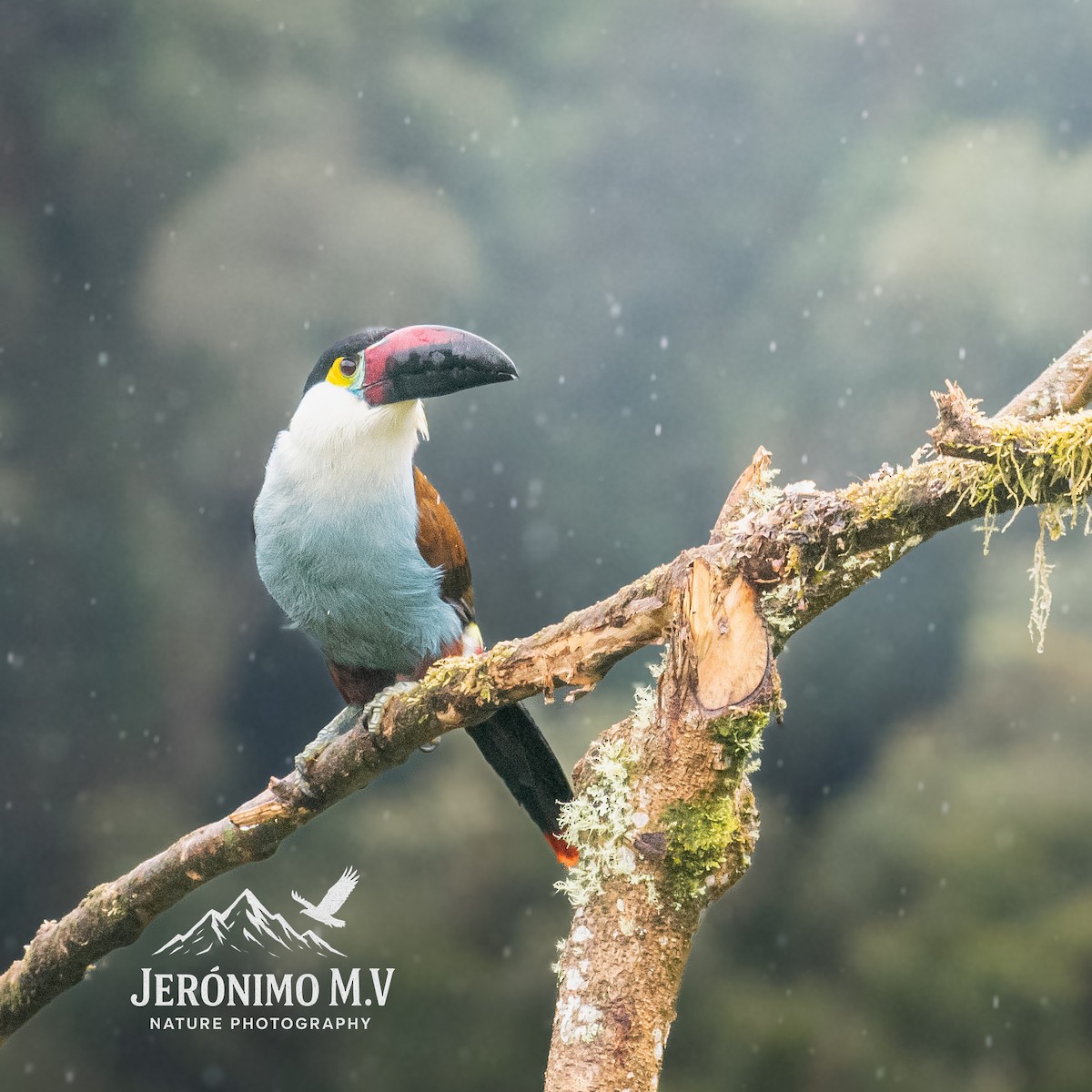 Black-billed Mountain-Toucan - ML646160842
