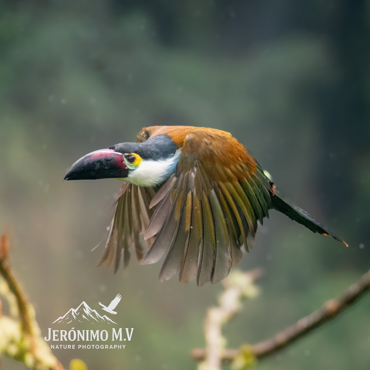 Black-billed Mountain-Toucan - ML646160843