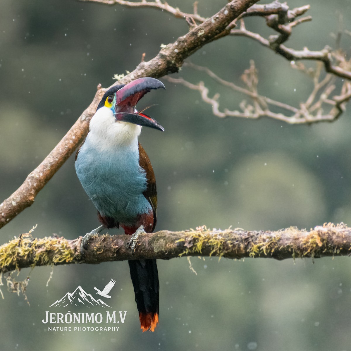 Black-billed Mountain-Toucan - ML646160844