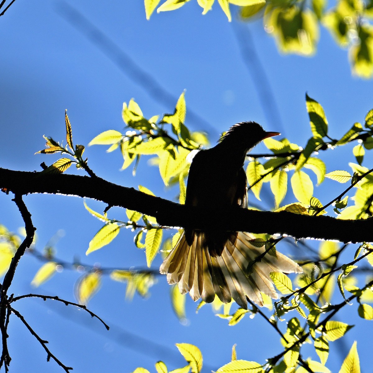 Mountain Bulbul - ML646160845