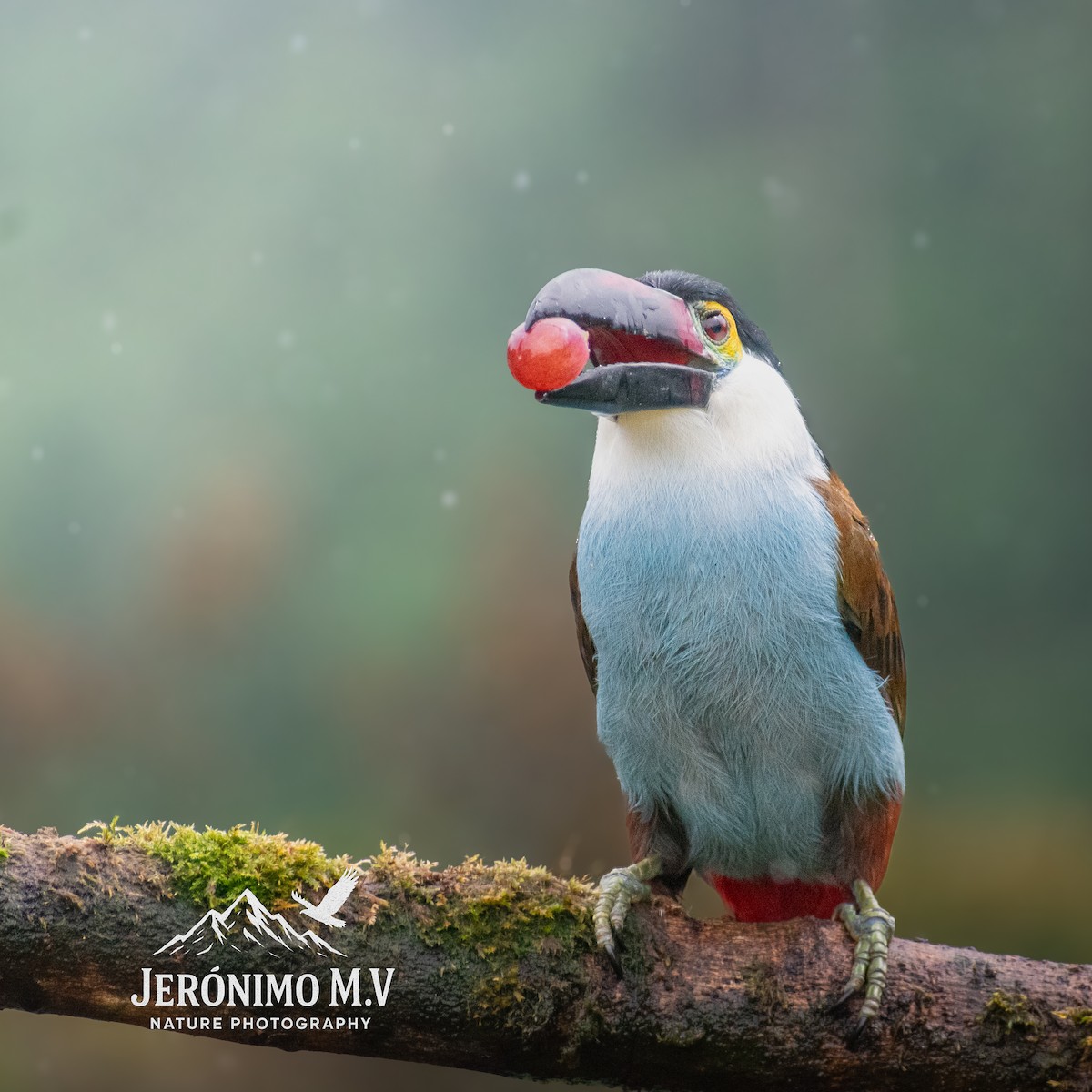 Black-billed Mountain-Toucan - ML646160846