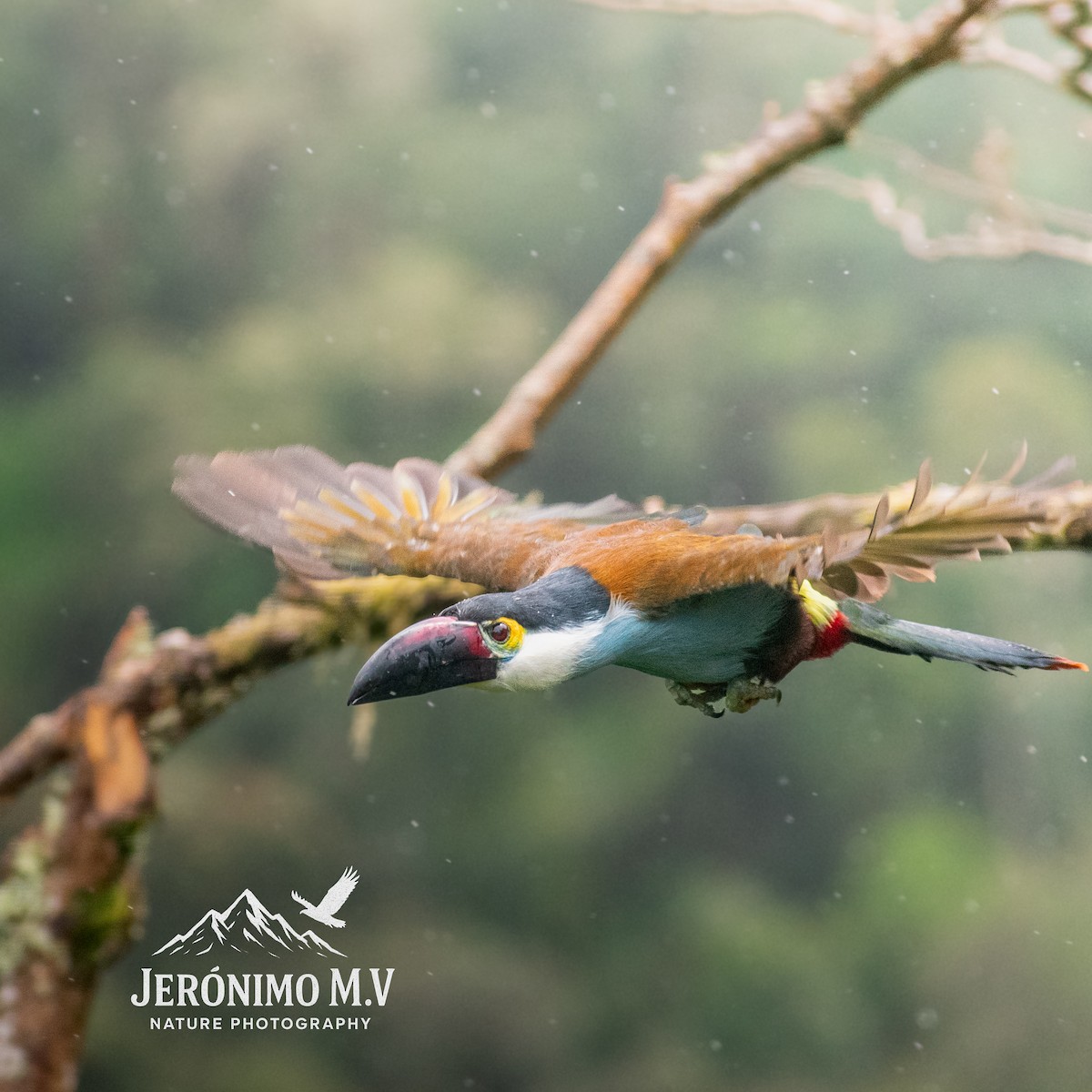 Black-billed Mountain-Toucan - ML646160847