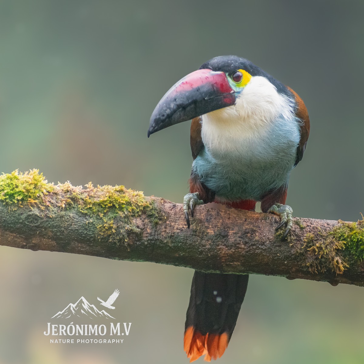 Black-billed Mountain-Toucan - ML646160848