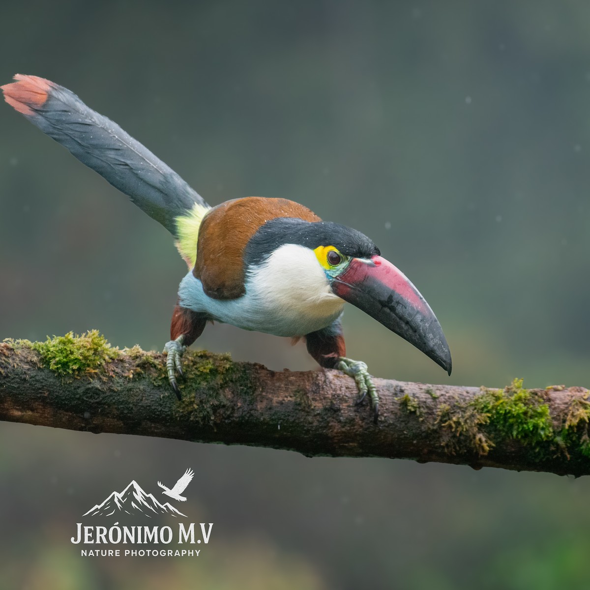 Black-billed Mountain-Toucan - ML646160849