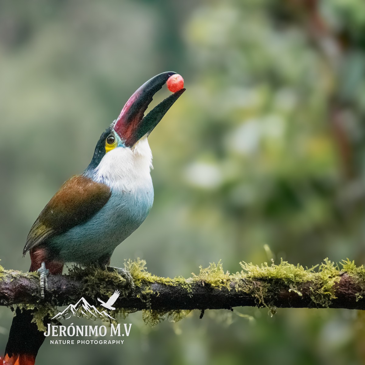 Black-billed Mountain-Toucan - ML646160850