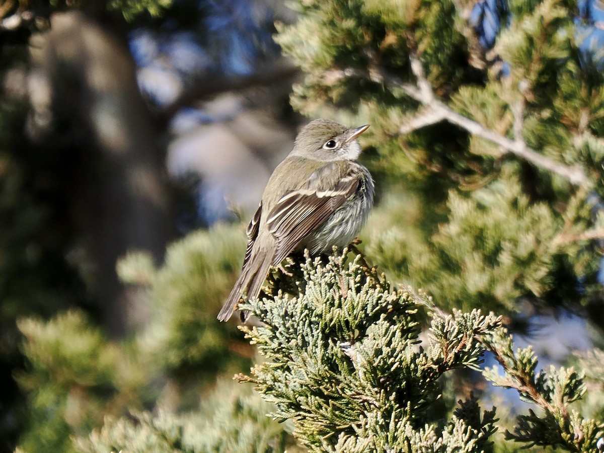 Least Flycatcher - ML646160851