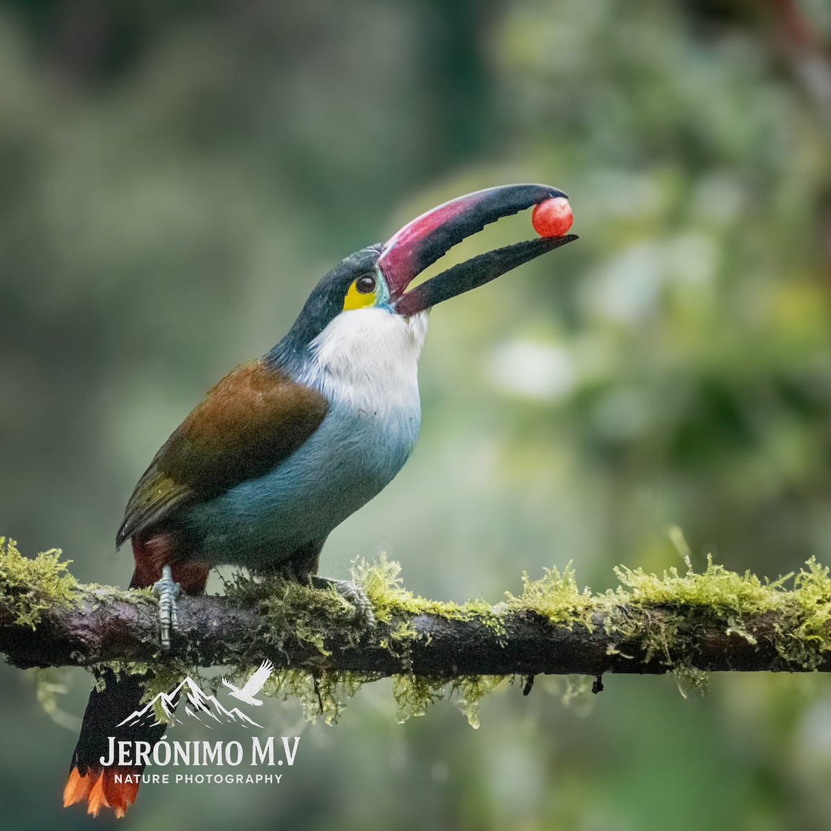 Black-billed Mountain-Toucan - ML646160852