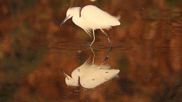 Чепура американська - ML646160853