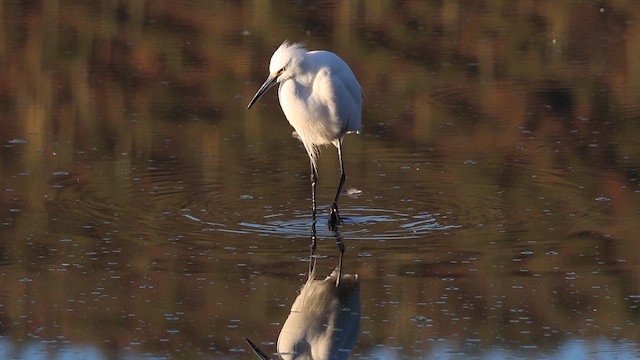 Чепура американська - ML646160854