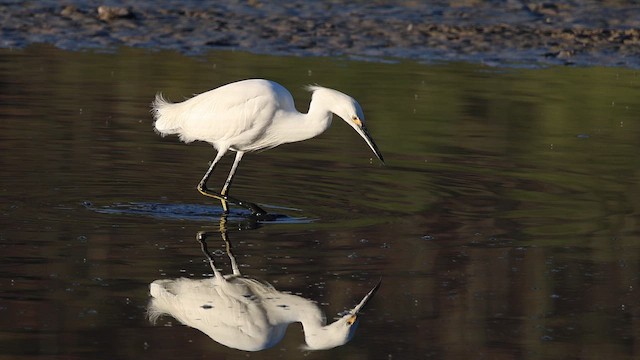 Чепура американська - ML646160855