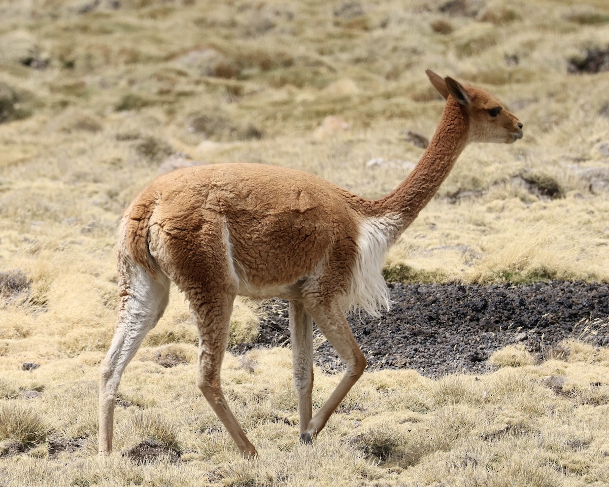 Vicuña - ML646160857