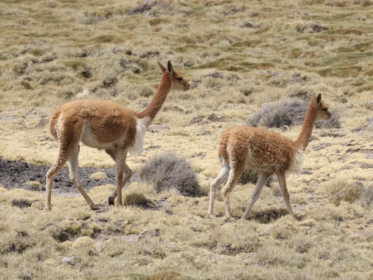 Vicuña - ML646160858