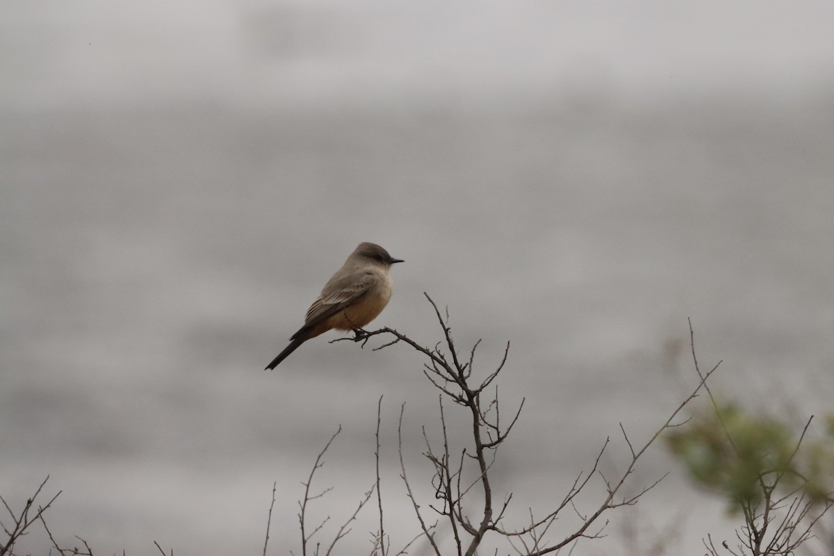 Say's Phoebe - ML646160862