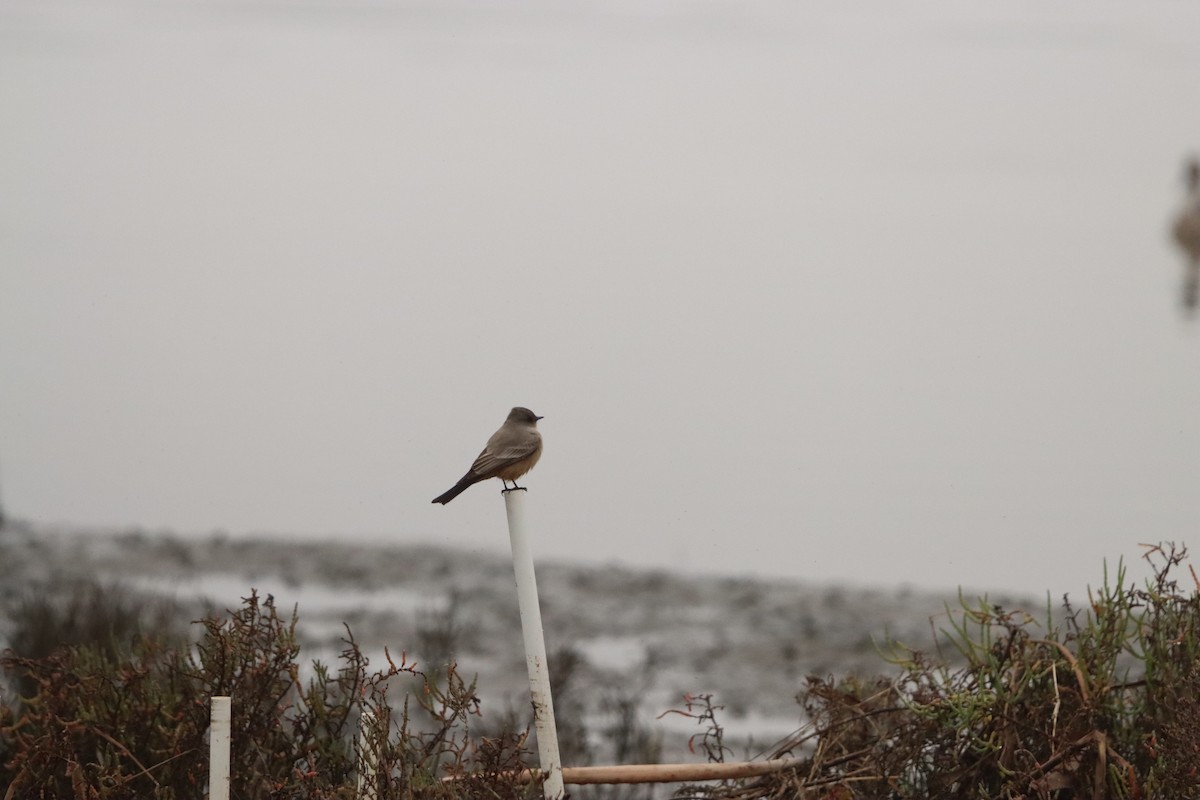 Say's Phoebe - ML646160863