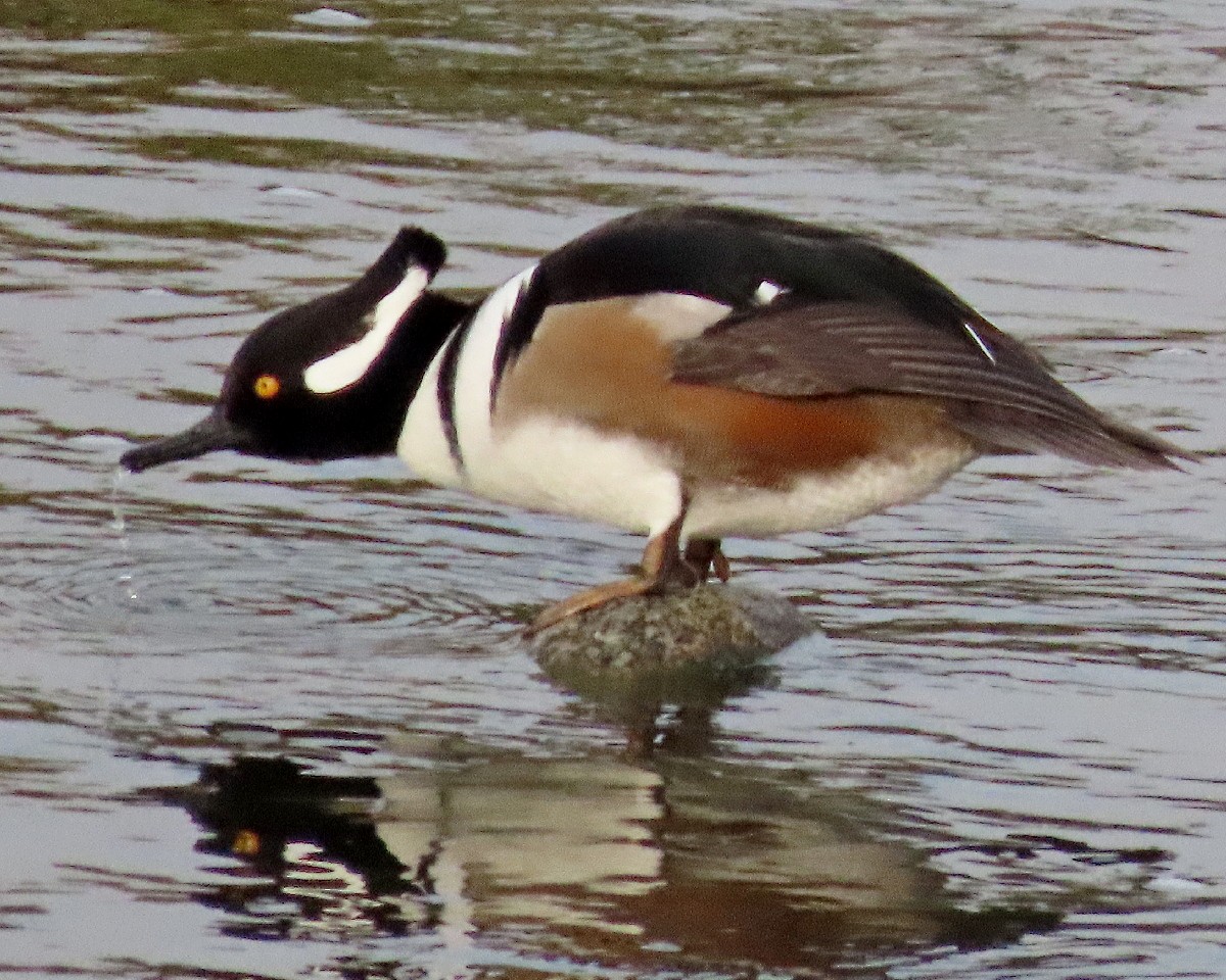 Hooded Merganser - ML646160868