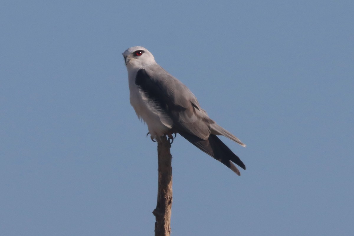 Black-winged Kite - ML646160875