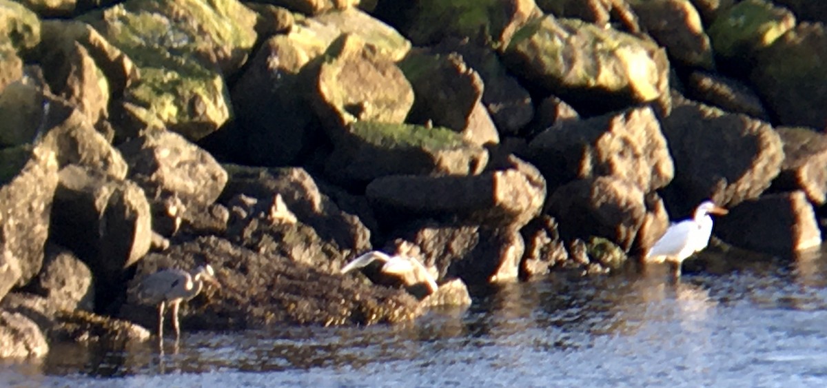 Great Egret - ML646160877