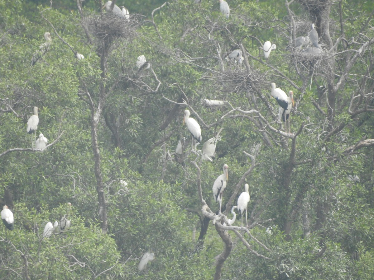 Gray Heron (Gray) - ML646160878