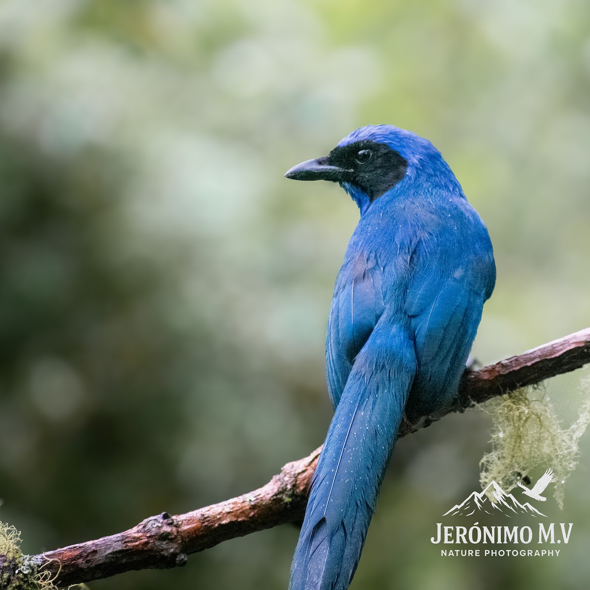 Black-collared Jay - ML646160879