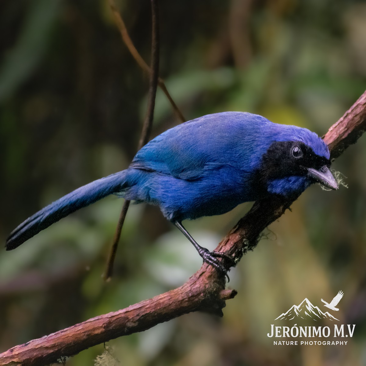 Black-collared Jay - ML646160880