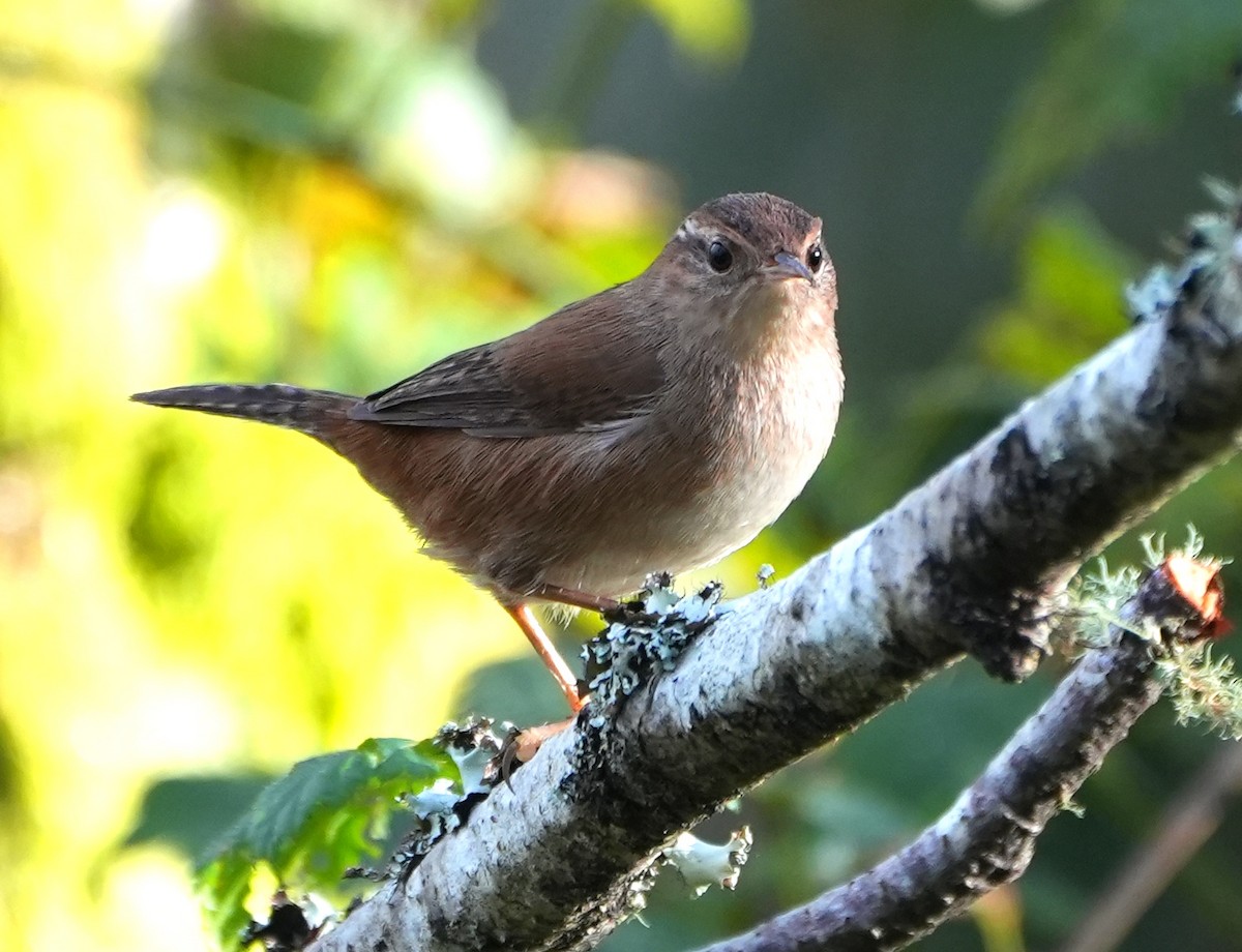 Marsh Wren - ML646160883