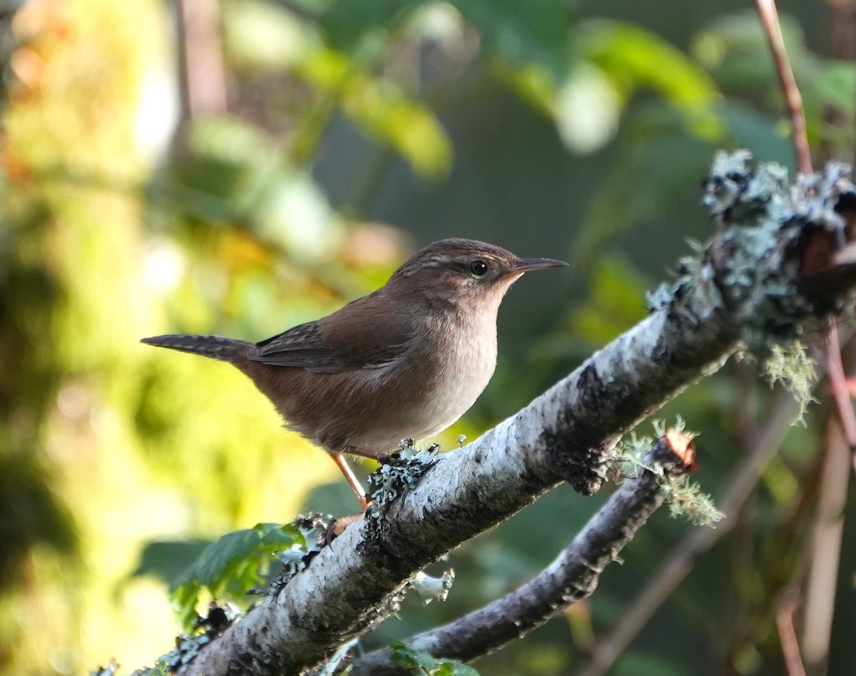 Marsh Wren - ML646160884