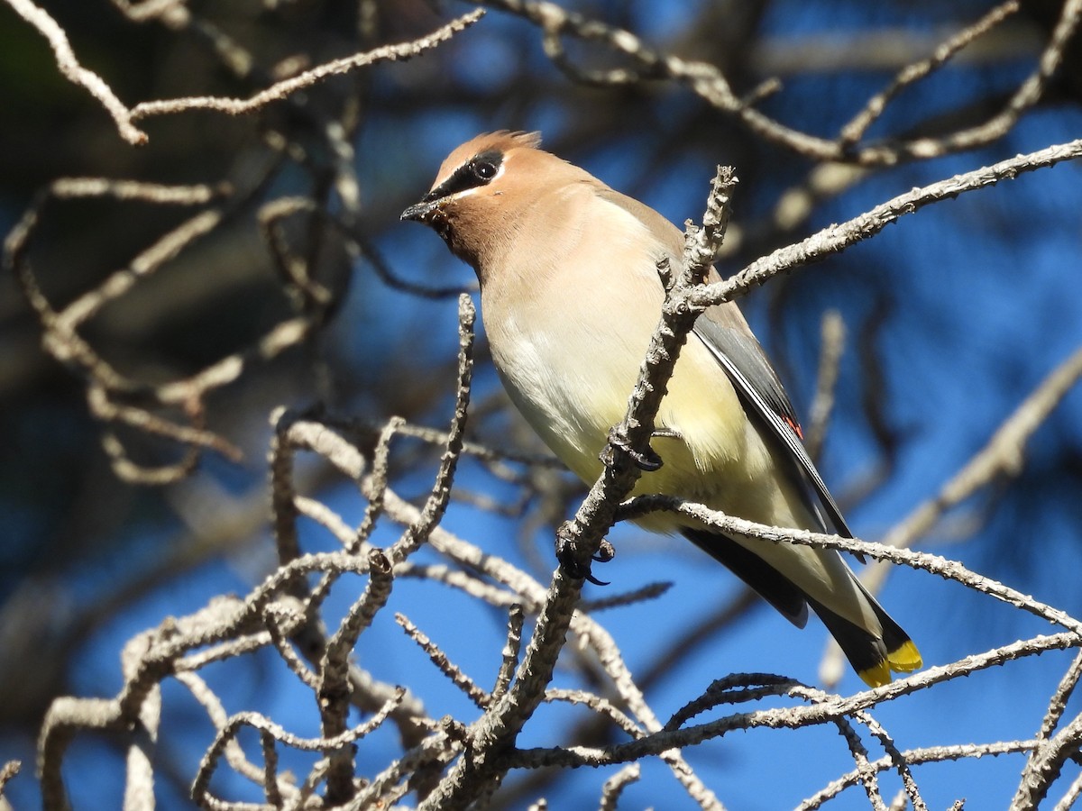 Cedar Waxwing - ML646160886