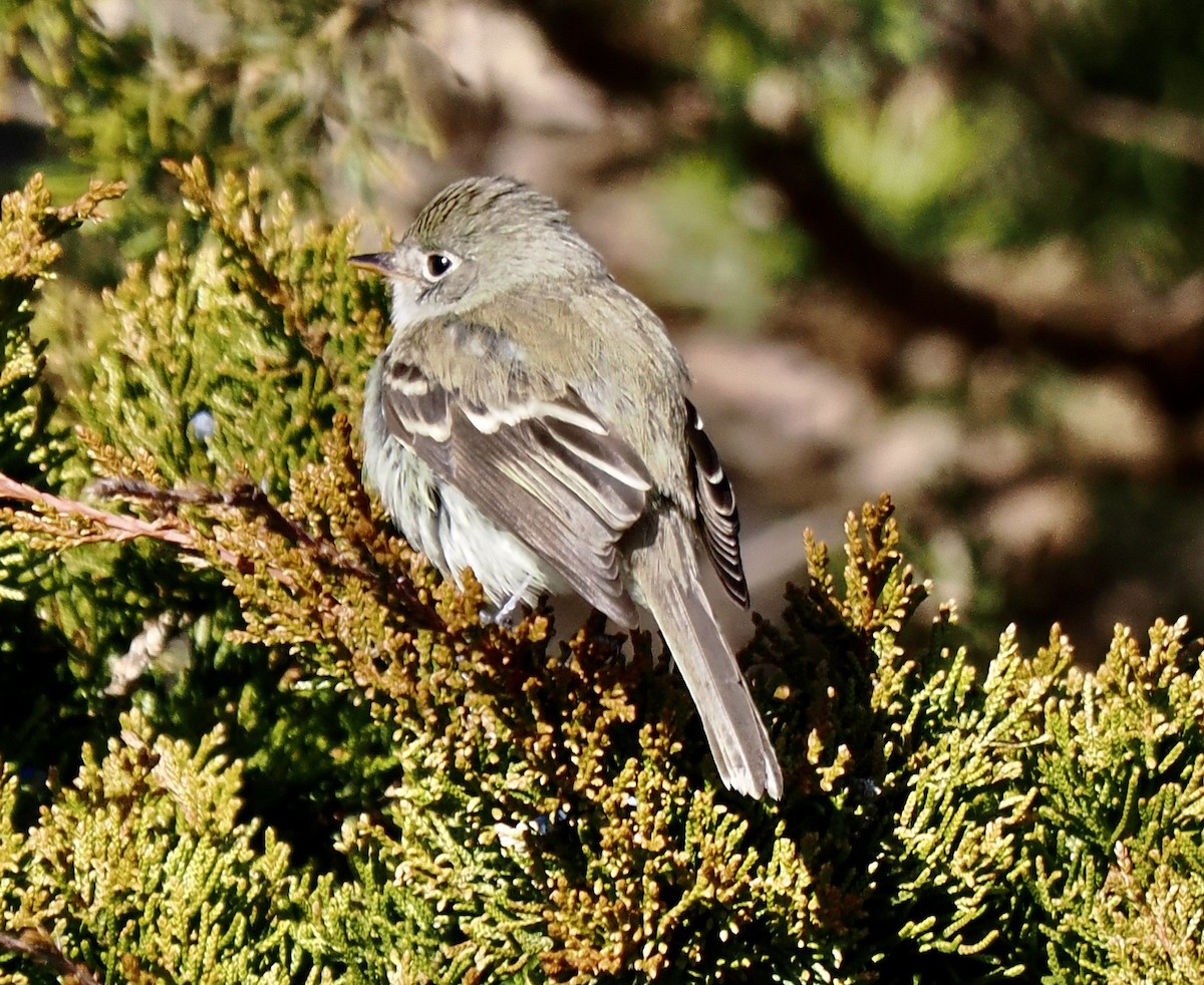 Least Flycatcher - ML646160887