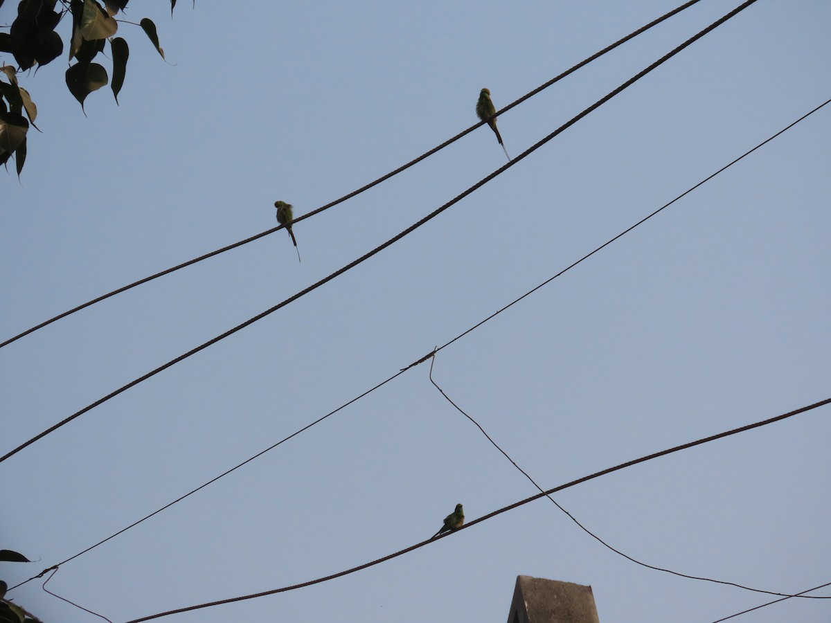 Asian Green Bee-eater - ML646160889